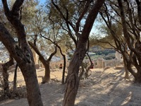 Olive trees on Acropolis slope