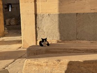 Acropolis cat watching people come and go