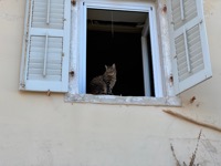 Corfu cat