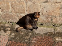 Kotor cat