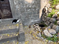 Kotor cat