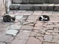Kotor cats
