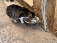 Dubrovnik cat