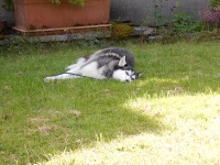 Dog in the heat